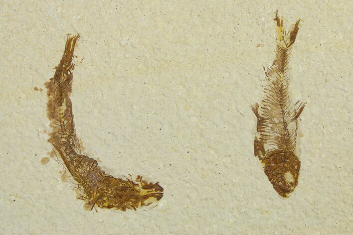 Plate of Two Fossil Fish (Knightia) - Wyoming #295683